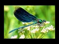 Miniature de la vidéo de la chanson Dragonfly
