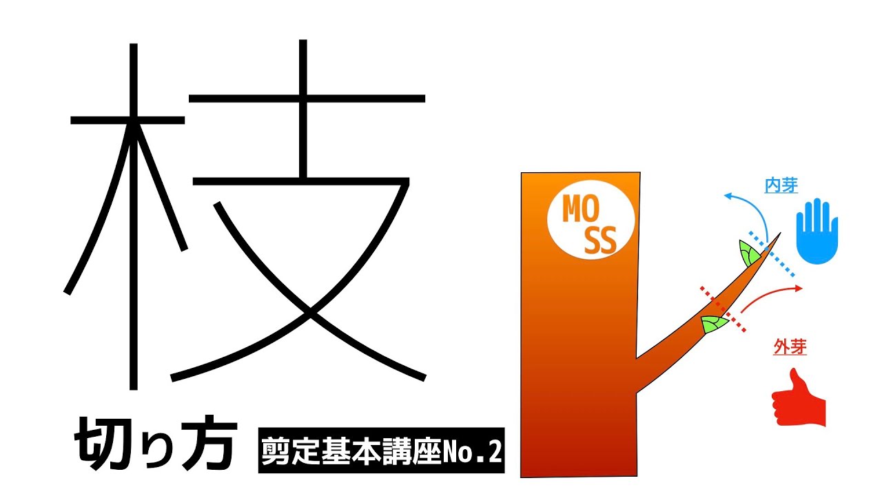 剪定基本講座no 1 不要な枝の見分け方 庭木の剪定 Youtube