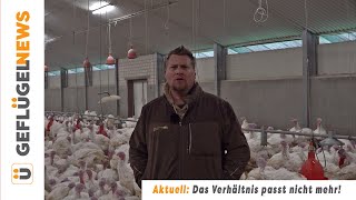 Kostendeckend können Putenmäster derzeit nicht produzieren. 
