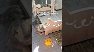 Typical bunny behavior! #cutebunny #hollandlop #rabbit