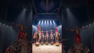 This Circus Trick Will Shock You 😲🐘 #circus #shorts #wow #circus #elephant
