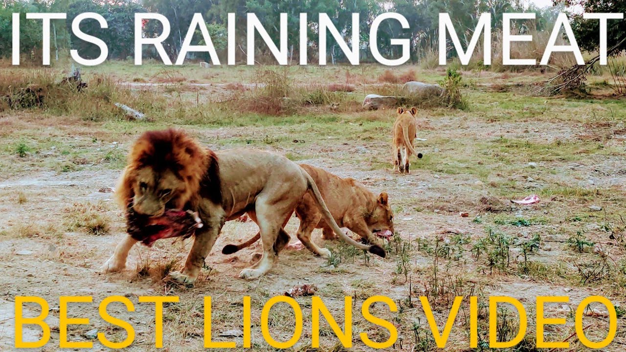 It's Raining Meat Raining Meat in Lion Sanctuary | Lion Sanctuary | Lions | The Lion King ...