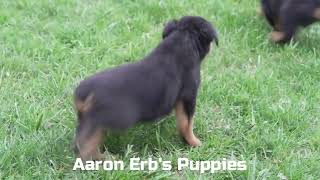 Aaron Erb's Rottweiler Puppies by Mt Hope Puppies 246 views 8 days ago 36 seconds