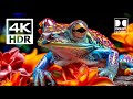 JAW DROPPING 4K HDR 120FPS Video - Dolby Vision