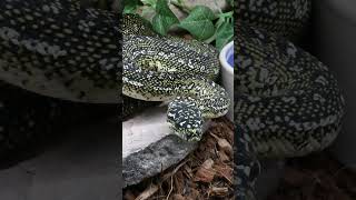 Famous Diamond Pythons 🐍 Profile