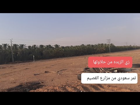 أجمل تمر في العالم رطب سكري القصيم في هذه المزارع اللي جربوه في رمضان يعرفوا إنه حبه طريه جدا