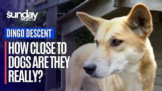 Scientists Solve The Mystery Of How Closely Related To Dogs That Dingoes Are