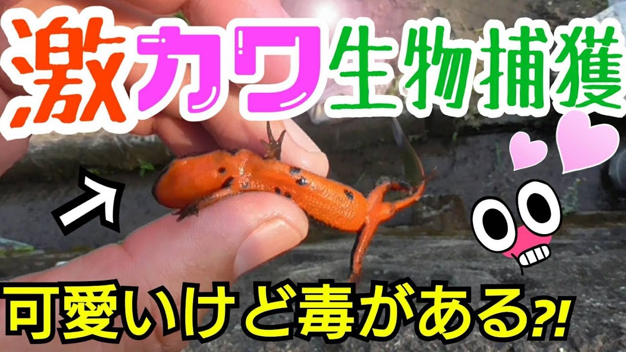 イモリを探しに行きました 2 ニョロニョロモイタノ Youtube イモリを探しに行きました 2 ニョロニョロモイタノ Youtube