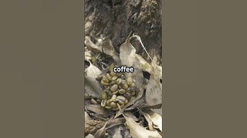 The World’s Most Expensive Coffee is Made from… Animal Poop? #CoffeeLovers #LuxuryCoffee #KopiLuwak