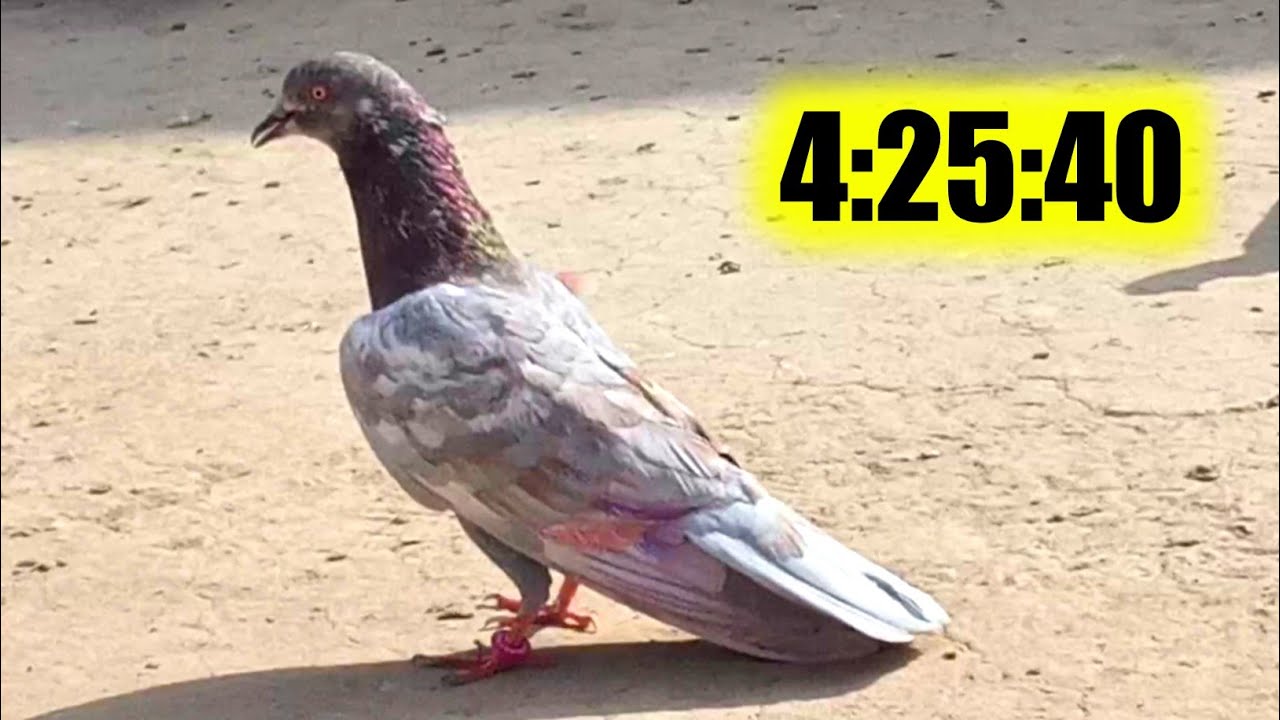 Best Kabootero Ki Best Perwaaz || Pigeons Club