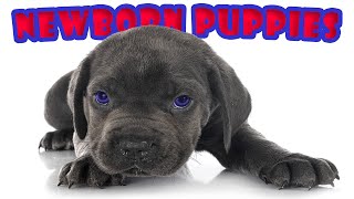 Newborn Puppies Save The World | Puppy Shorts (#shorts) by Good Dog TV 2,198 views 3 years ago 2 minutes, 32 seconds