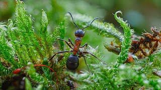 Waldameisen Dokumentation - Ants Doentary - Sony Fx3
