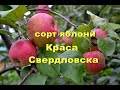 Сорт яблони Краса Свердловска