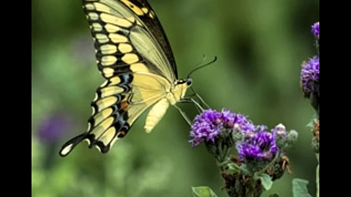 Fatos surpreendentes sobre as lindas borboletas cauda-de-andorinha