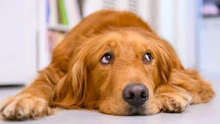 5 Things Golden Retrievers Are Scared Of by Golden Hearts 46,591 views 1 year ago 13 minutes, 9 seconds