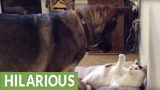 Dog finds cat in his bed, takes appropriate action