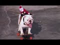 Otto The Skateboarding Dog - Pets Factor
