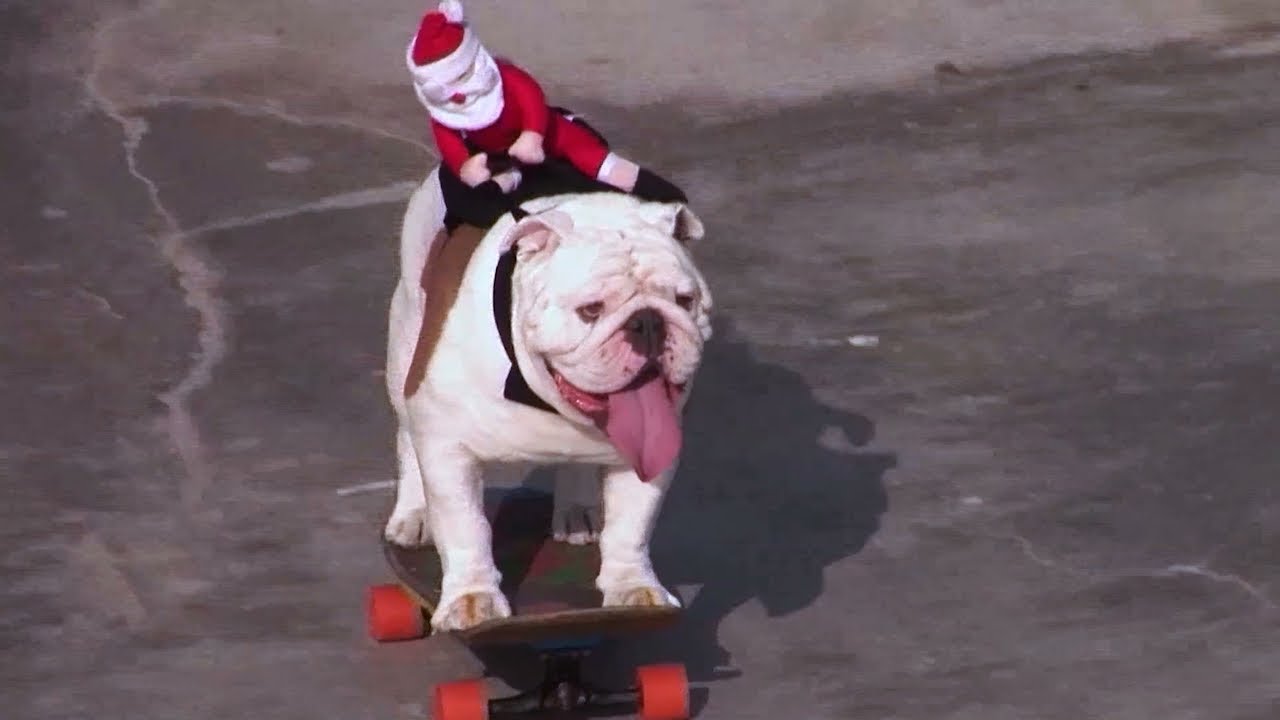 Otto The Skateboarding Dog - Pets Factor - YouTube