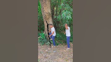 Tree cracking magic loop |#shorts #shortvideo #youtubeshorts #viral #magic #vfx #funny #comedy #loop