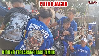 SERAM !!! PUTRO JAGAD | ADA KIDUNG TERLARANG DALAM KALAPAN | Bantengan MUHARTO