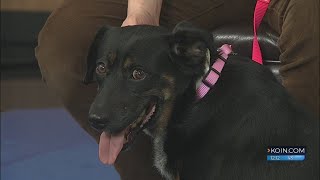 Second Chance Pets: Lady