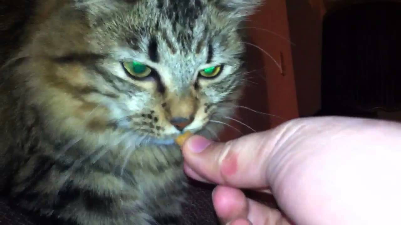 Cat does not chew his food YouTube