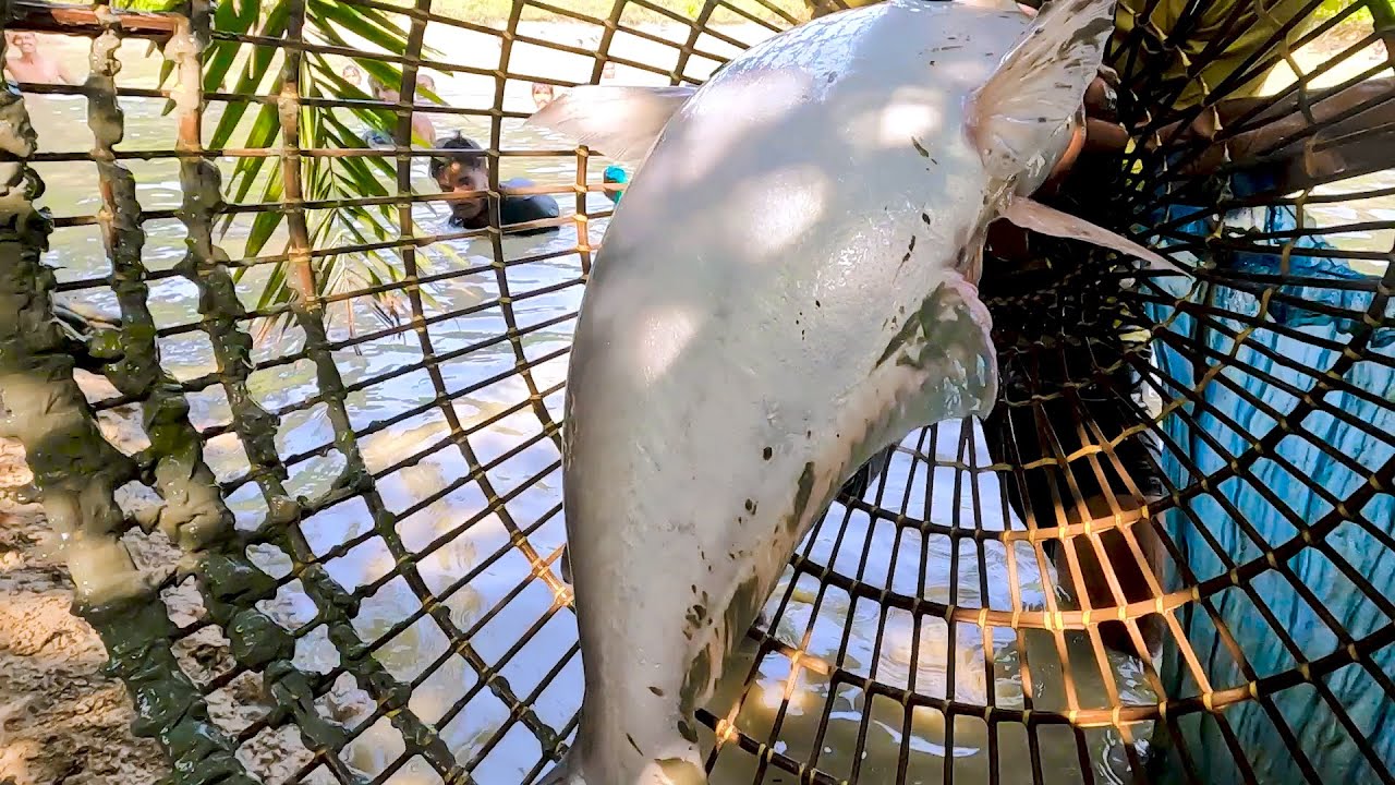 Viral Fish Hunter Sujon Catching A Big Monster Catfish By Unique ...