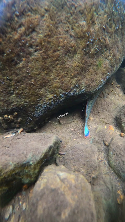 Penampakan Sarang Ikan Channa Rimbata Di Air Jernih