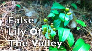 False Lily Of￼ The Valley￼ Fruit￼ #Shorts￼￼