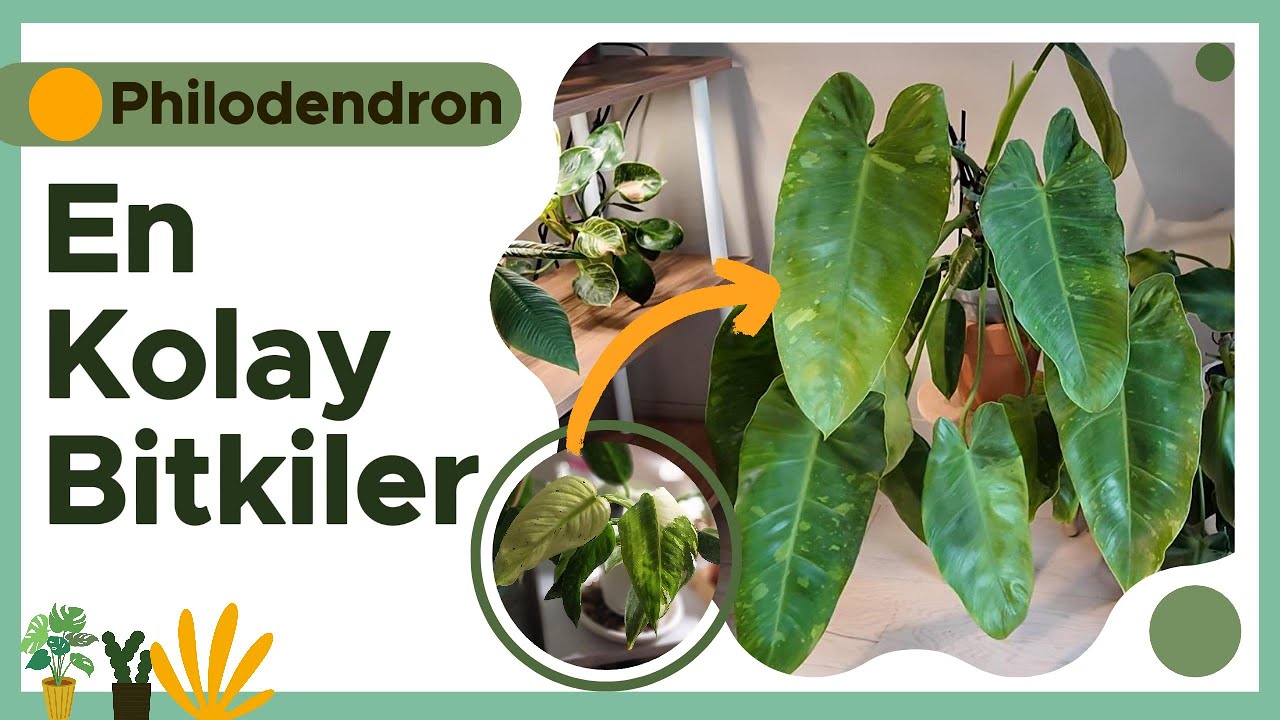 Philodendron Koleksiyonumun 3 Yıllık Değişimi | 2023–2024–2025