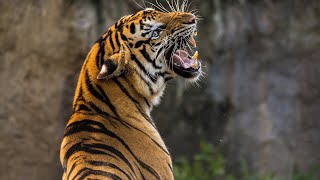 Day 37: Tiger Tenacity