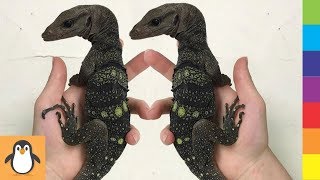 4 Reptile Lovers 😮 Awesome Reptiles Videos Compilation by PIGO 33 views 4 years ago 7 minutes, 53 seconds