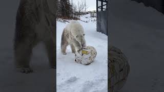 Polar Bear Siku Playing with a Barrel