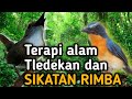 Terapi Alam Tledekan Dan Srdc Macet Bunyi Sekali Pancing Langsung Nyaut Mp3 - Mp4 Download