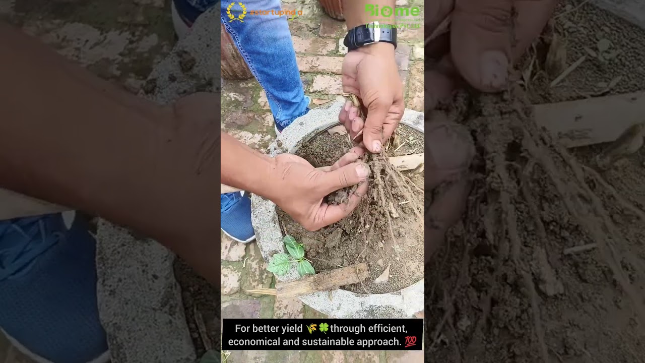 Biome Technologies | AITP | 95591 95005 |