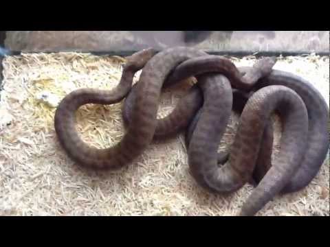 My pair of children's pythons