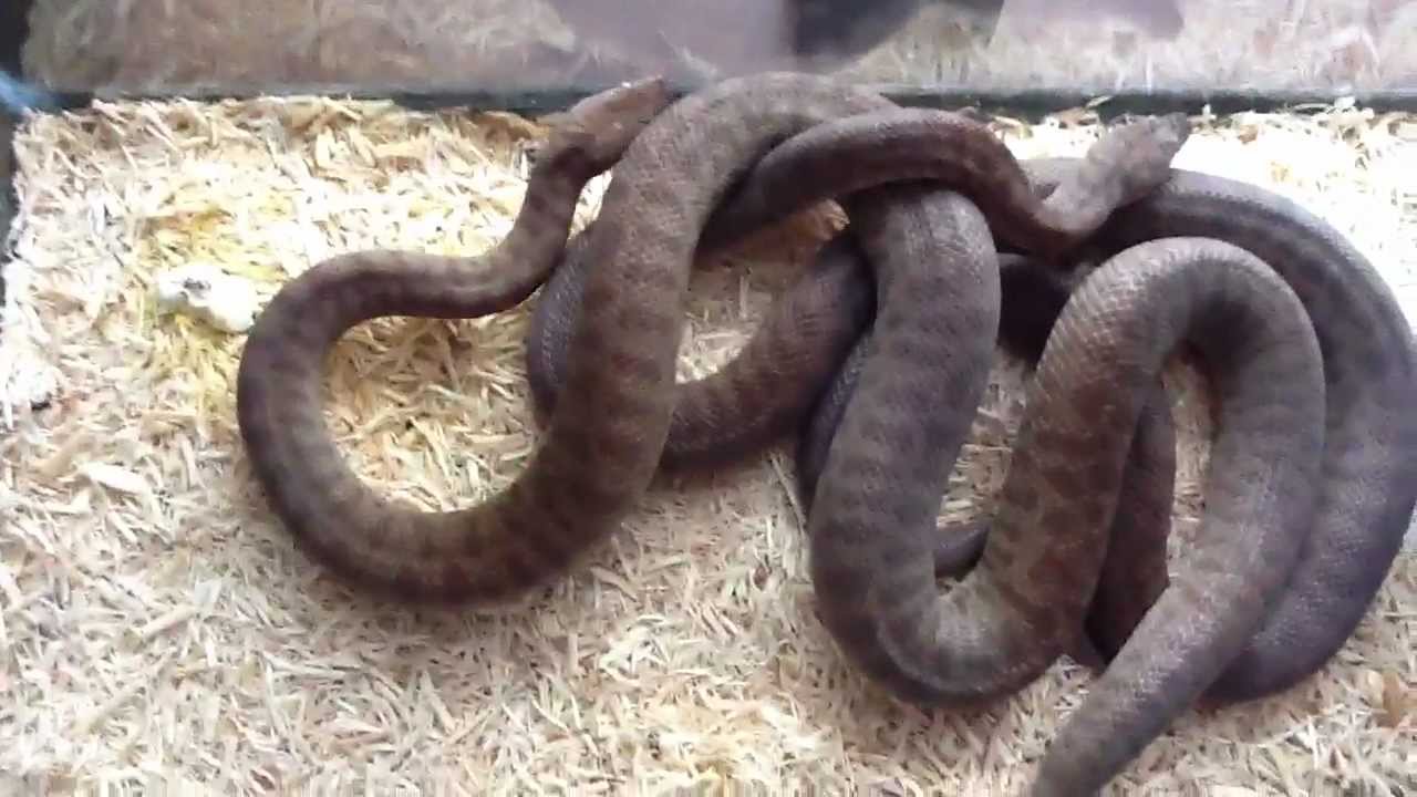 pikachu pokemon My pair of children's pythons