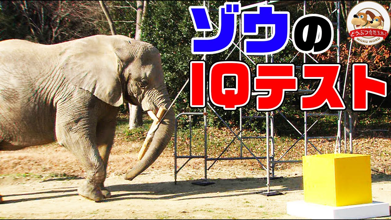 【知能高すぎ】アフリカゾウにＩＱテストをやってみた【どうぶつ奇想天外／WAKUWAKU】