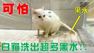 【豆漿 - SoybeanMilk】可怕...白貓洗出超多黑水!! image