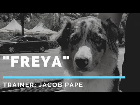 australian-shepherd-"freya"-l-fearful-dog-transformation-l-olk9-detroit