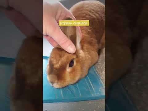 limpieza jaula de conejo truco para quitar manchas de orina