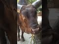 Memberi Makan Watusi Sapi Bertanduk Raksasa Afrika 