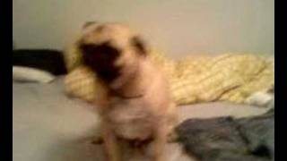 Snorting Pug