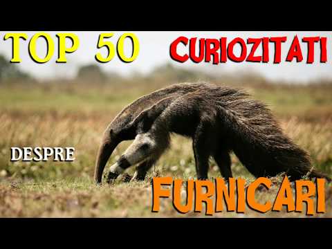 TOP 50 CURIOZITATI DESPRE FURNICARI