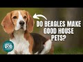 12 Things Only Beagle Dog Owners Understand