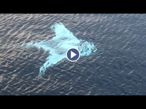 Drone Captures Huge White Manta Ray