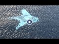 Drone Captures Huge White Manta Ray