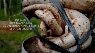 Contoh Proses Membuat Bonsai Waru Ekstrim di Lahan Ground