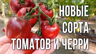 видео: Новые сорта и гибриды томатов, томатов черри для открытого грунта и теплиц. Обзор сортов огурцов. картинка: Новые сорта и гибриды томатов, томатов черри для открытого грунта и теплиц. Обзор сортов огурцов.