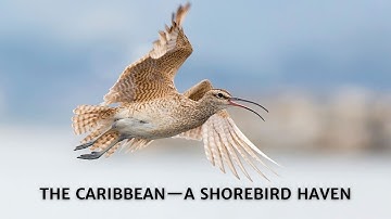 The Caribbean—A Shorebird Haven